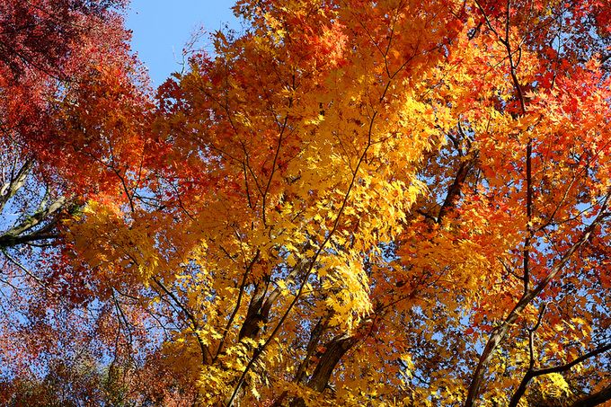 ここ 見逃しとらん 佐賀県 大興善寺 の紅葉は息をのむほど美しい Retrip リトリップ