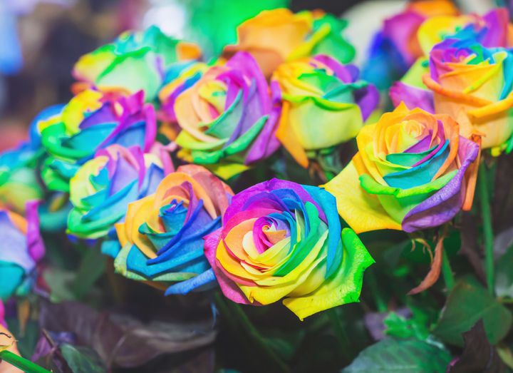 記念日にこんな素敵な薔薇はいかが 夢が叶う花 レインボーローズ について知りたい Retrip リトリップ