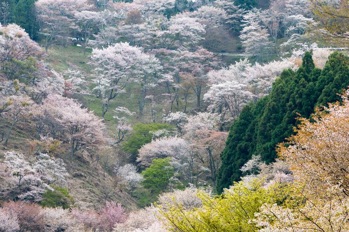 女子旅 奈良観光におすすめ 桜だけじゃない 吉野 の観光スポット7選 Retrip リトリップ