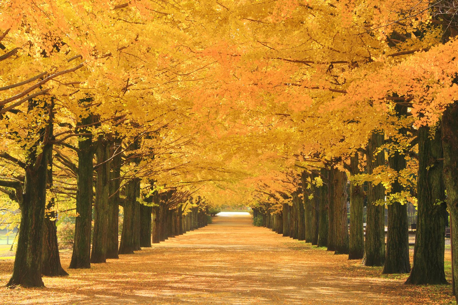 秋のデートは紅葉できまり 東京都内の紅葉デートスポットtop7 Retrip リトリップ