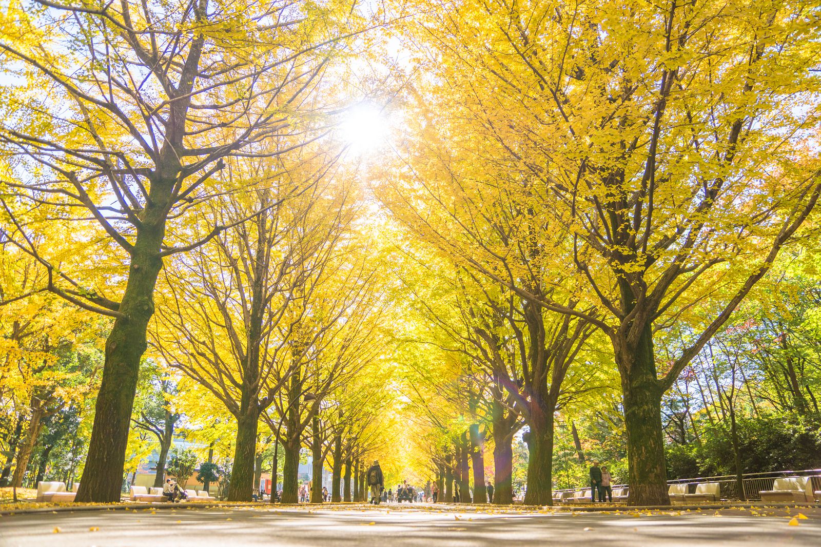 1枚目の画像 秋のデートは紅葉できまり 東京都内の紅葉デートスポットtop7 Retrip リトリップ