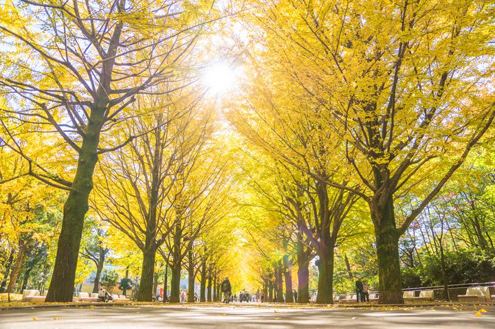 秋のデートは紅葉できまり 東京都内の紅葉デートスポットtop7 Retrip リトリップ