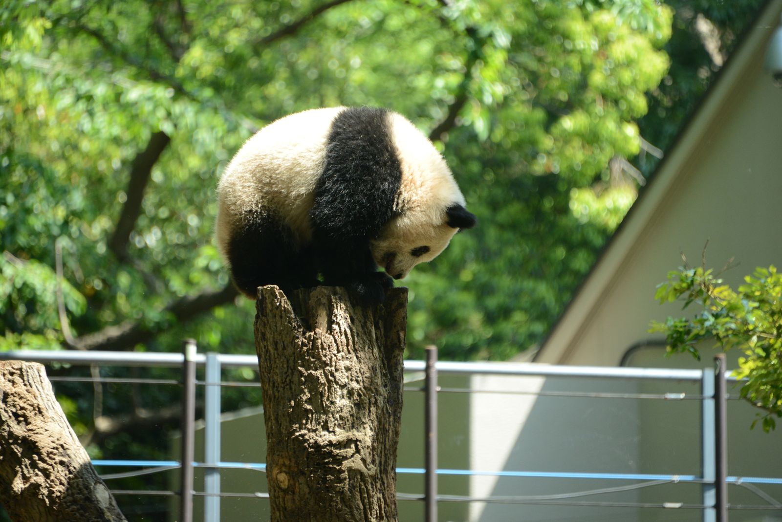 メイン画像 パンダに会おう 東京デートの超定番 上野動物園 の楽しみ方10選 Retrip リトリップ