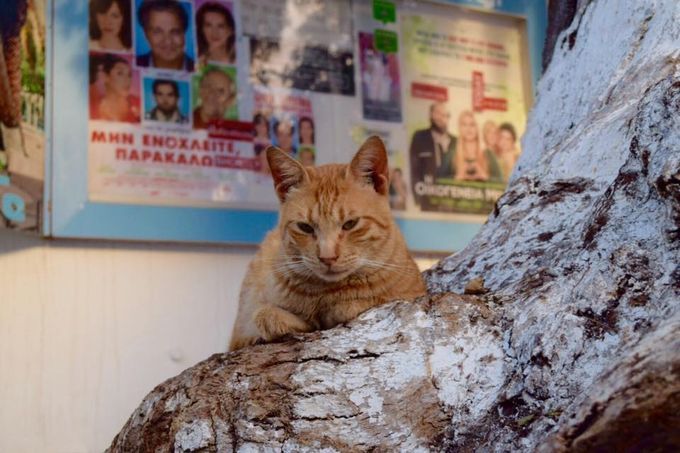 9枚目の画像 猫島 は海外にもあった 猫好きにおすすめしたいギリシャ ミコノス島 Retrip リトリップ