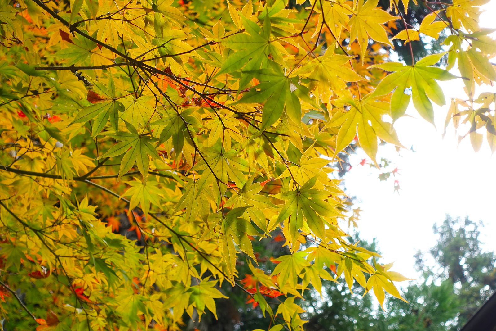 3枚目の画像 秋の宮島 美しい 紅葉 を見に行こう 紅葉谷周辺観光 Retrip リトリップ