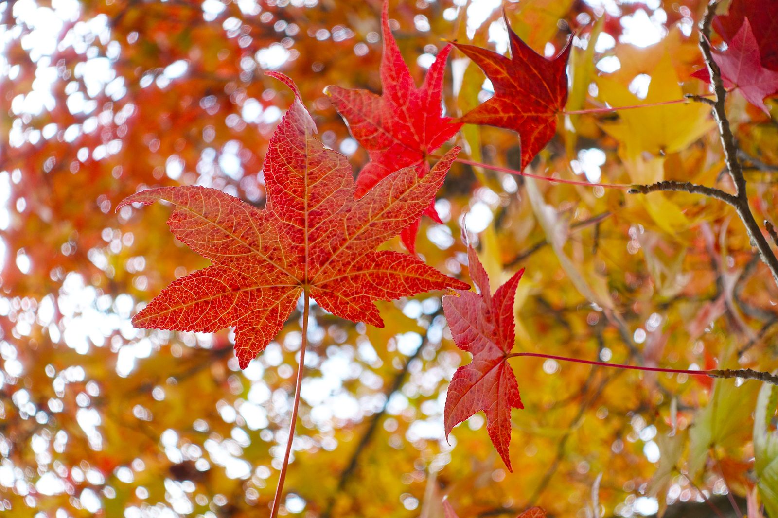 10枚目の画像 秋の宮島 美しい 紅葉 を見に行こう 紅葉谷周辺観光 Retrip リトリップ