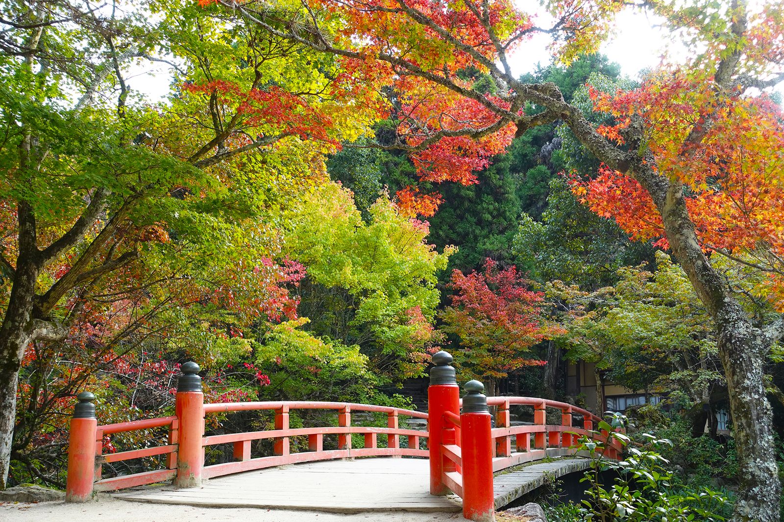 1枚目の画像 秋の宮島 美しい 紅葉 を見に行こう 紅葉谷周辺観光 Retrip リトリップ