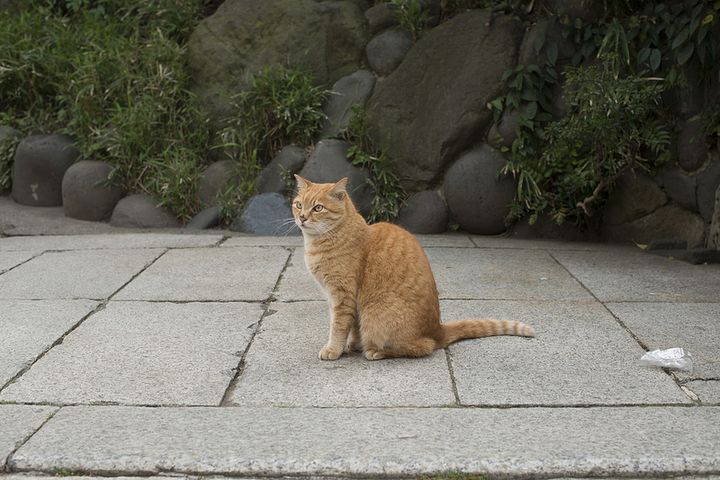 猫大好き 街中で猫とたわむれられる日本の 猫町 6選 Retrip リトリップ