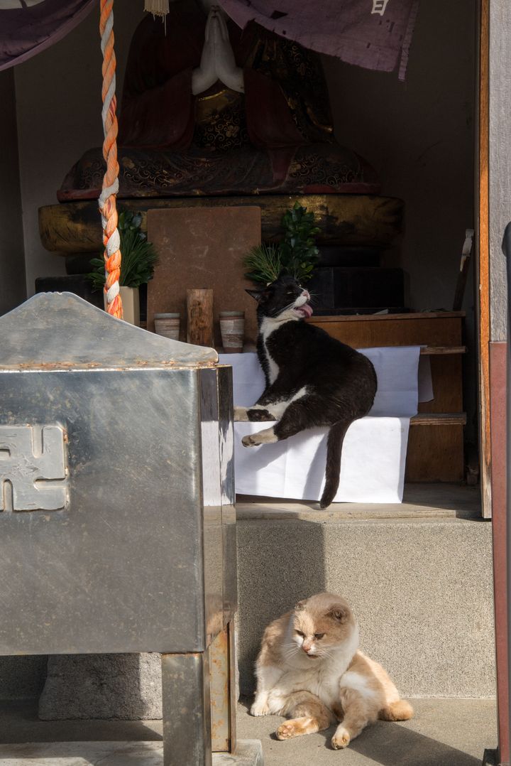 猫大好き 街中で猫とたわむれられる日本の 猫町 6選 Retrip リトリップ
