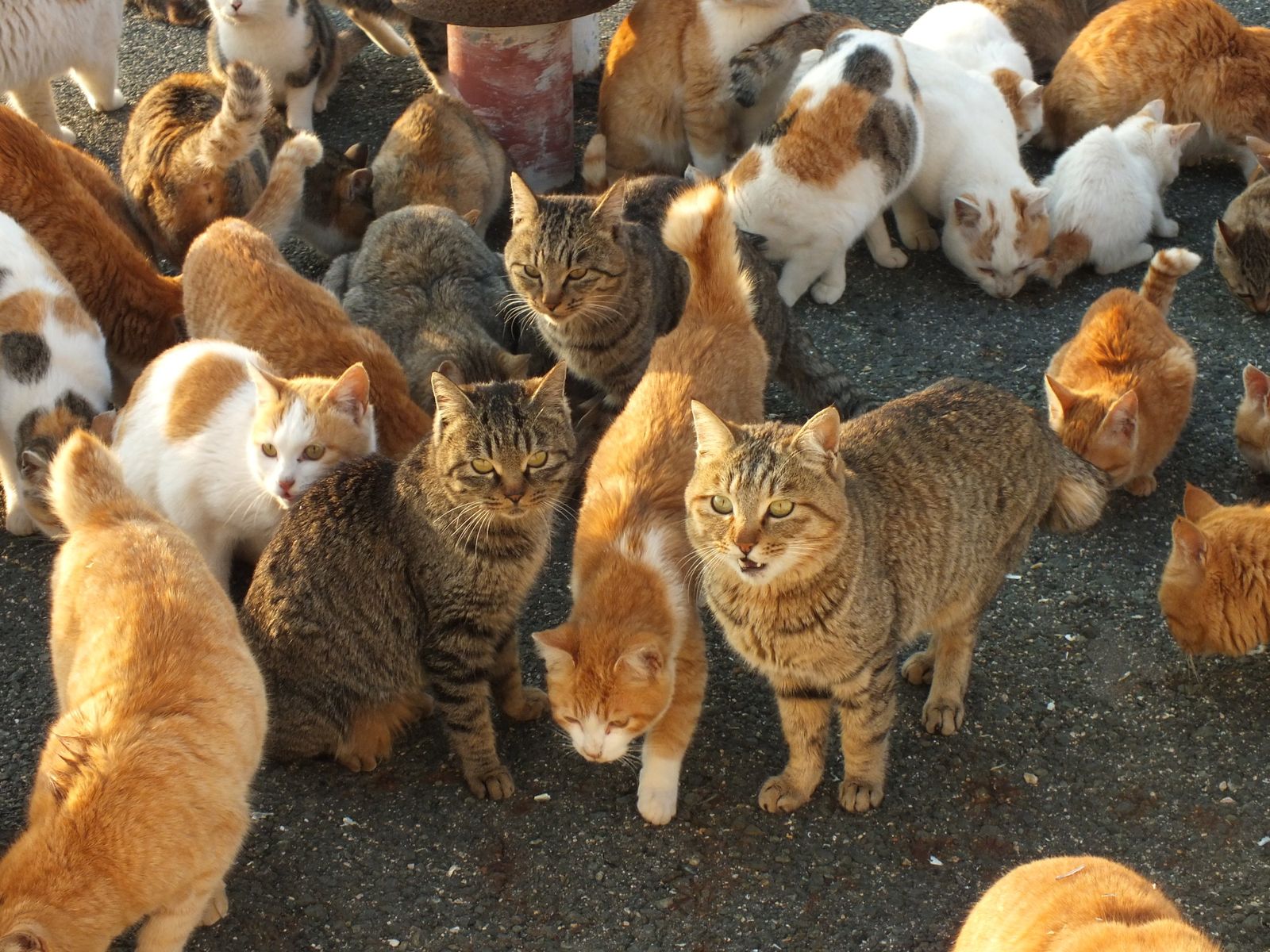 猫大好き 街中で猫とたわむれられる日本の 猫町 6選 Retrip リトリップ