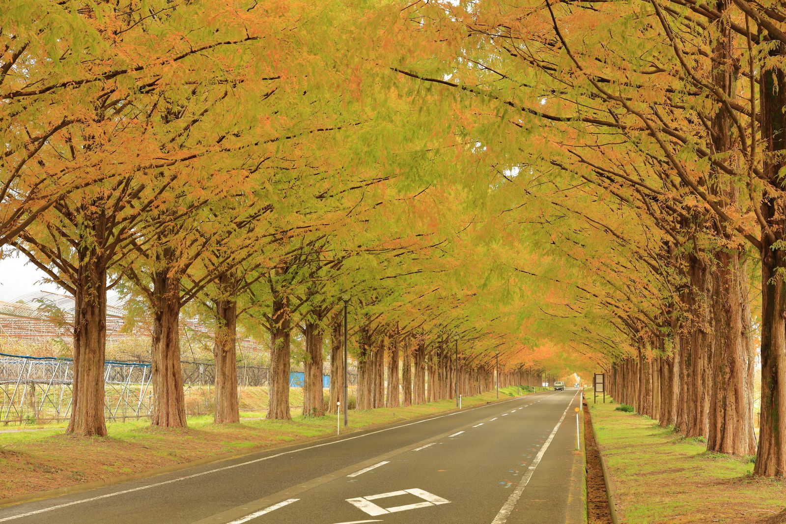 秋の絶景ドライブはここに決まり 滋賀県の メタセコイア並木 が美しすぎると話題 Retrip リトリップ