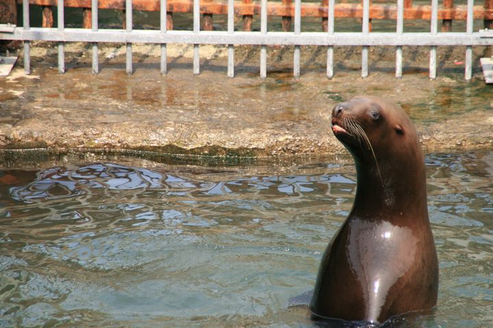 やる気のなさが魅力的 ゆるくて面白い おたる水族館 に行ってみたい Retrip リトリップ