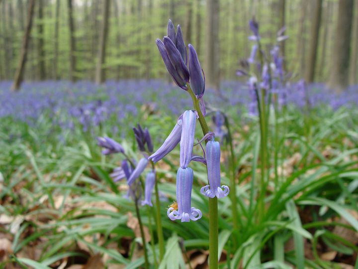 まるでおとぎ話の世界 幻想的な 青い花 が見られる ハレルボスの森 Retrip リトリップ