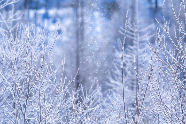 一面の雪の花は圧巻 北海道阿寒湖で見られる フロストフラワー とは Retrip リトリップ