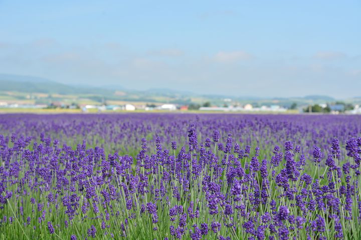 日本最大級の紫色の花畑 富良野の ラベンダー畑 に行くしかない Retrip リトリップ