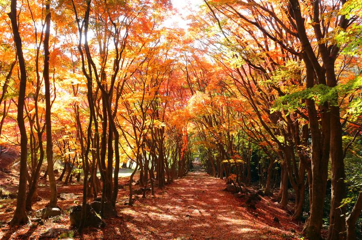藤の花だけじゃない 実は 河内藤園 は秋も魅力抜群の観光スポットだった Retrip リトリップ