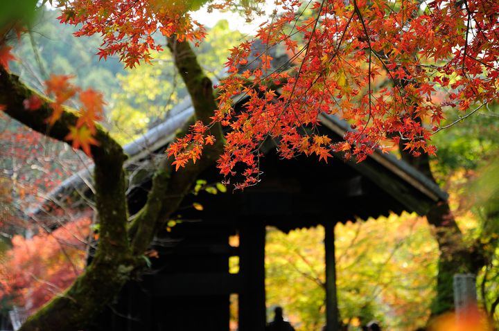 この秋 紅葉に心奪われる 九州で 至極の紅葉 が楽しめる絶景地10選 Retrip リトリップ