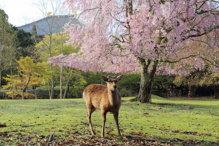 奈良の人気観光スポット43選 定番から穴場までおすすめランキング Retrip リトリップ