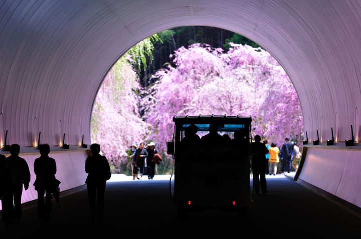 トンネルと桜の幻想的な光景！滋賀で見られる“ちょっと珍しい”桜の絶景とは