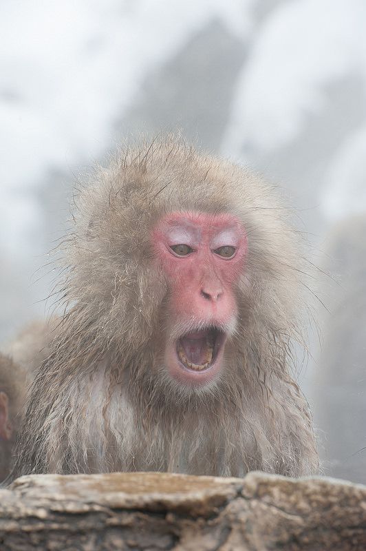 世界で唯一 温泉に入るサルがいる 地獄谷野猿公苑 が斬新すぎる Retrip リトリップ 世界で唯一 温泉に入るサルがいる 地獄谷野猿公苑 が斬新すぎる Retrip リトリップ