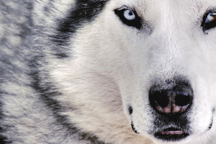絶滅危惧種ってどんな動物がいるのだろうか そのアメリカ編です Retrip リトリップ