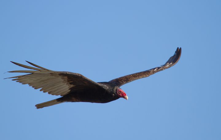 絶滅危惧種ってどんな動物がいるのだろうか そのアメリカ編です Retrip リトリップ