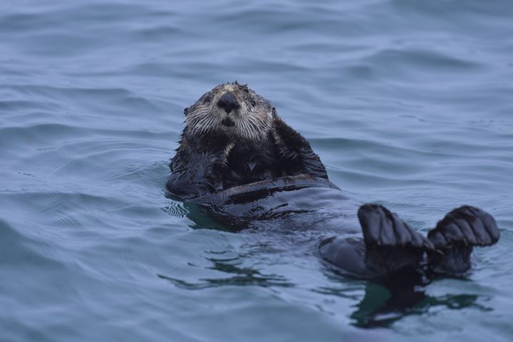 絶滅危惧種ってどんな動物がいるのだろうか そのアメリカ編です Retrip リトリップ