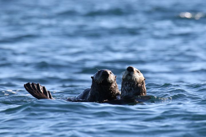 絶滅危惧種ってどんな動物がいるのだろうか そのアメリカ編です Retrip リトリップ