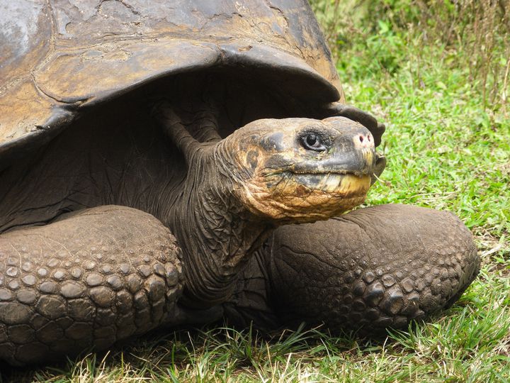 珍しい動物が多い南米の絶滅危惧種 本当にみられなくなるかもしれない5種まとめ Retrip リトリップ