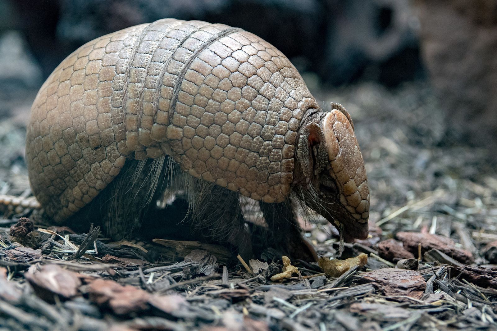 3枚目の画像 珍しい動物が多い南米の絶滅危惧種 本当にみられなくなるかもしれない5種まとめ Retrip リトリップ