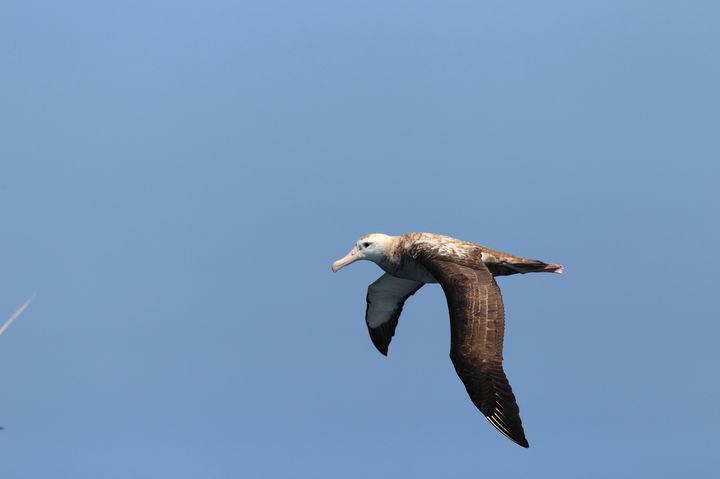 珍しい動物が多い南米の絶滅危惧種 本当にみられなくなるかもしれない5種まとめ Retrip リトリップ
