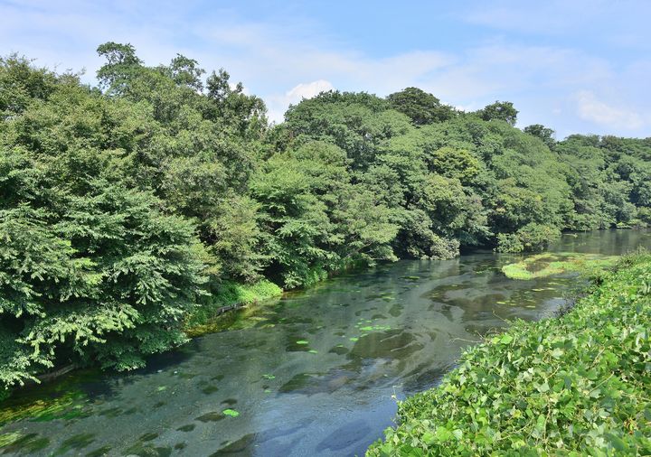 都心からたったの2時間！日本三大清流の一つ「柿田川湧水群」の透明度