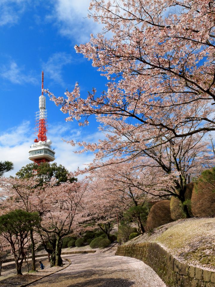 17年 桜を見に栃木へ 栃木のおすすめお花見スポット5選 Retrip リトリップ