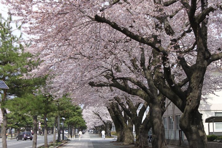 来たる春咲く桜 栃木県内 のおすすめ花見スポット5選をご紹介 Retrip リトリップ 来たる春咲く桜 栃木県内 のおすすめ花見スポット5選をご紹介 Retrip リトリップ