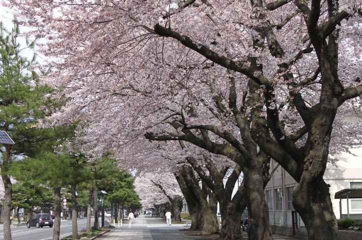 来たる春咲く桜！“栃木県内”のおすすめ花見スポット5選をご紹介