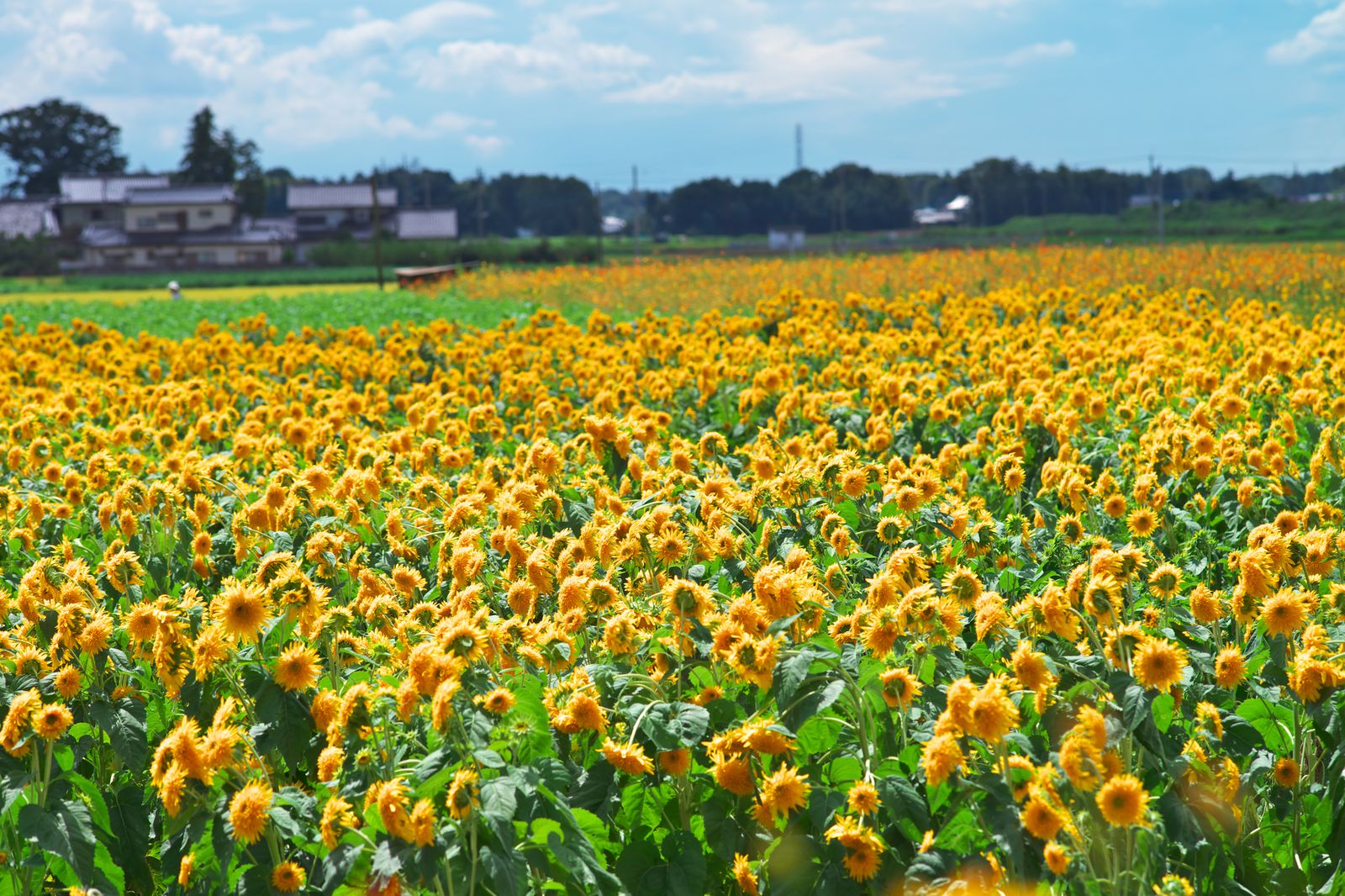 明野ひまわりの里 Retrip リトリップ
