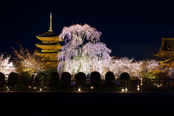 京都に行くなら外せない観光の目玉 東寺 の5つの見どころ Retrip リトリップ