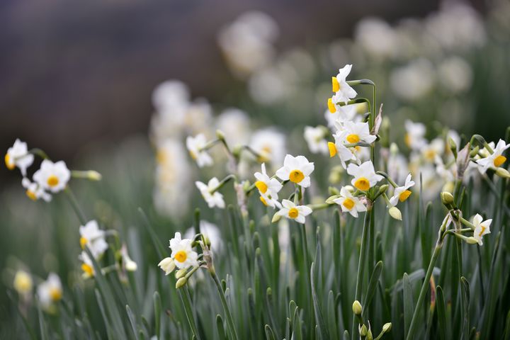 一面に広がるフラワーカーペット！死ぬまでに見たい日本国内の「花畑
