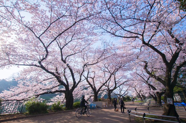 東京のお花見デートならここ 千鳥ヶ淵でロマンチックなデートをしてみない Retrip リトリップ