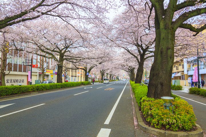 19年 春真っ盛りに行く 茨城県のオススメお花見スポットtop10 Retrip リトリップ