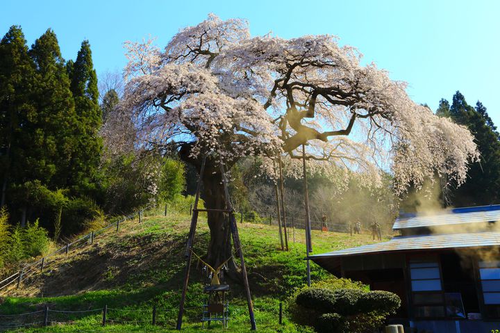 19年 春真っ盛りに行く 茨城県のオススメお花見スポットtop10 Retrip リトリップ