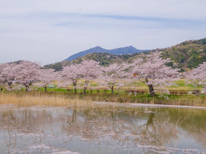 19年 春真っ盛りに行く 茨城県のオススメお花見スポットtop10 Retrip リトリップ