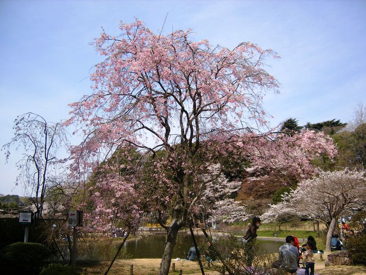 17年 穴場スポットも紹介 千葉県のおすすめお花見スポット7選 Retrip リトリップ
