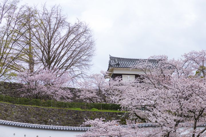 桜の絶景を楽しむならココ 大分県でおすすめのお花見スポット6選 Retrip リトリップ