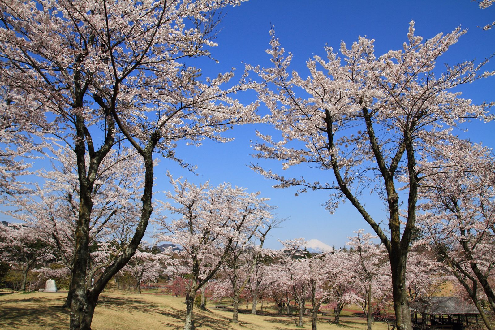 穴場の桜が こんなに絶景 関東周辺おすすめ花見名所５選 Retrip リトリップ