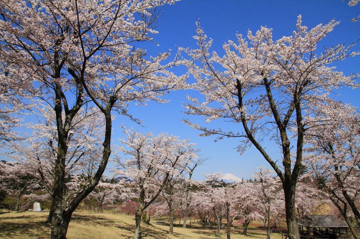 穴場の桜が こんなに絶景 関東周辺おすすめ花見名所５選 Retrip リトリップ