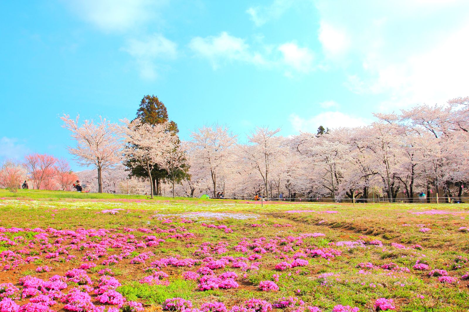 今年の春は群馬へお花見ドライブを 群馬県の 赤城南面千本桜 が気になる Retrip リトリップ