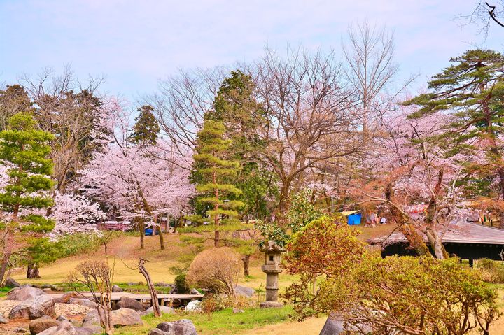地元民も太鼓判の絶景 新潟県 のおすすめお花見スポット8選 Retrip リトリップ