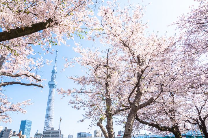 カメラを持って行きたいお花見no 1 隅田公園のスカイツリー 桜が美しすぎる Retrip リトリップ