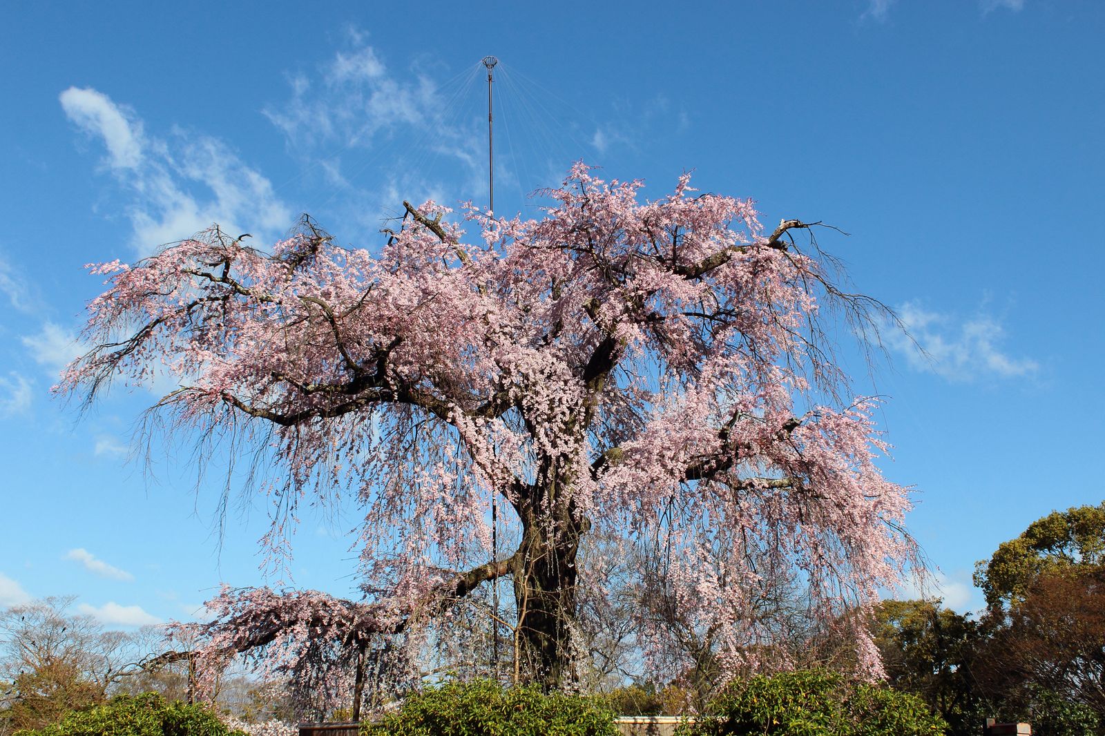 はんなり桜は京都にありけり 京都のお花見名所ランキングtop6 Retrip リトリップ